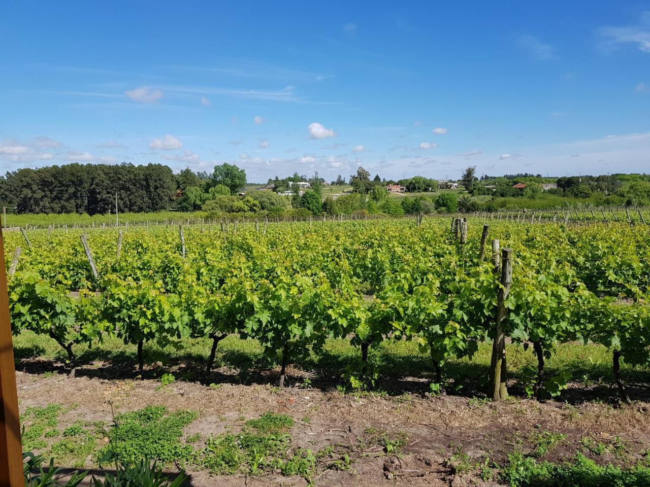 Pizzorno Lodge & Wine Progreso Ngoại thất bức ảnh